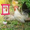 Chicken Mirror Swing Toy with Beak-Grinding Stone view 3