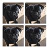 Pug Kitchen Towels, Highly Absorbent Microfiber Dish Towels view 3