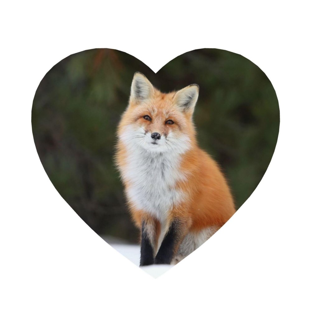FZGGWYHL Acrylic Refrigerator Magnets with Fun Fox Design, Decorative Magnets