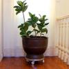 Sturdy Plant Caddy with Locking Wheels, 299 kg Capacity, 50.8 cm Base, White view 2