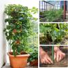 TXLEAPEY 3-Pack Square Tomato Cages, Weather-Resistant, Height-Adjustable view 2