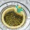 Cactus Kitchen Strainer view 4