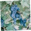 PartyKindom Garden Tie Wire, 1,000 Pieces view 3
