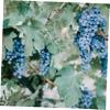 PartyKindom Garden Tie Wire, 1,000 Pieces view 4