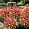 Raypontia Artificial Daisies view 3