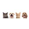 Kitten Wall Decor Sticker for Kids Room view 4