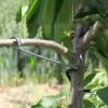 Branch Spreaders for Fruit Trees, 20 Pieces, Branch-Bending and Tension Clips view 3