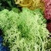 Artificial Green Plants - Moss Grass view 2