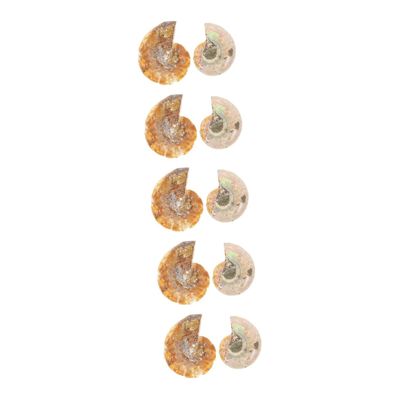 Cabilock 5 Sets Fossil Decor for Teaching, Prehistoric Fossil Simulation Models, OPP Packaging, 2 Pieces × 5