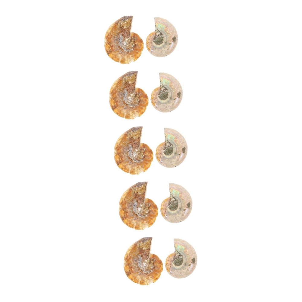 Cabilock 5 Sets Fossil Decor for Teaching, Prehistoric Fossil Simulation Models, OPP Packaging, 2 Pieces × 5