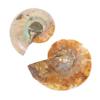 Cabilock 5 Sets Fossil Decor for Teaching, Prehistoric Fossil Simulation Models, OPP Packaging, 2 Pieces × 5 view 4