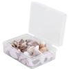Natural Shells for Crafts view 4