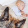 LLXXHH Wolf Blanket, Soft Four-Season Throw, Bed, Sofa, Couch and Flannel Blanket, 100 x 130 cm view 4
