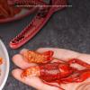 Crustacean Decorator Tool view 2