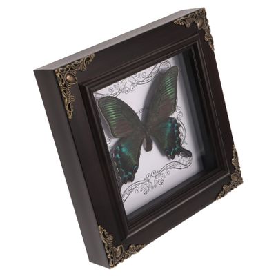 Butterfly Specimen with Presentation Box, DIY Display Frame