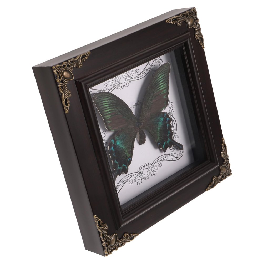 Butterfly Specimen with Presentation Box, DIY Display Frame