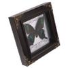 Butterfly Specimen with Presentation Box, DIY Display Frame view 1