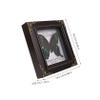 Butterfly Specimen with Presentation Box, DIY Display Frame view 2