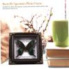 Butterfly Specimen with Presentation Box, DIY Display Frame view 3