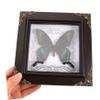 Butterfly Specimen with Presentation Box, DIY Display Frame view 4