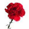 Artificial Carnations - Everlasting Floral Decoration view 1