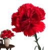 Artificial Carnation Petals - Silk Flowers for Bouquets view 1