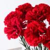 Ceprznvey Artificial Carnations view 2