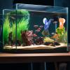 Feeding Clip for Aquarium - Algae Clip Holder with Suction Cup view 3