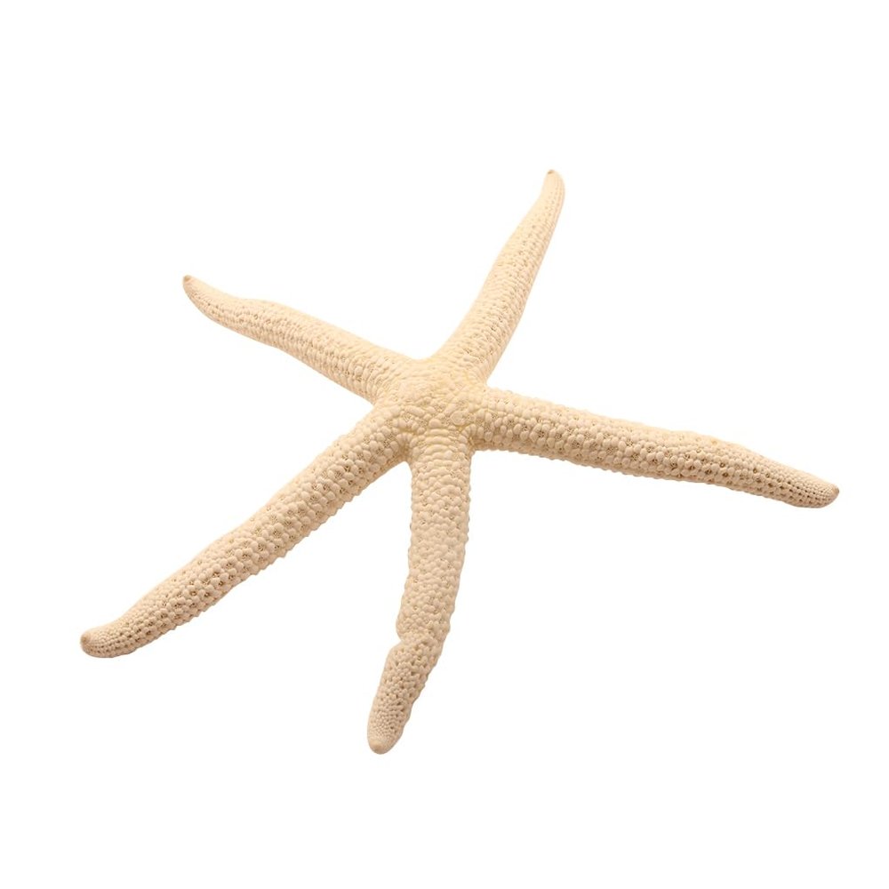 QUXVUIS Finger Starfish Decoration