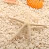 QUXVUIS Finger Starfish Decoration view 3