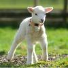 Goat Bell Collar with Anti-Loss Design and Clear Sound view 3