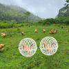 Spherical Chicken Coop with Pet-Safe Design view 2