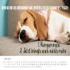 Edition Seidel Premium Cool Dogs 2026 Wall Calendar, DIN A4 view 4