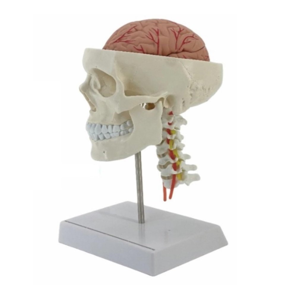 Human Anatomical Model with Digital Display