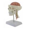 Human Anatomical Model with Digital Display view 1