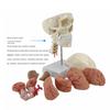 Human Anatomical Model with Digital Display view 2