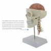 Human Anatomical Model with Digital Display view 3