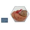 Human Anatomical Model with Digital Display view 4