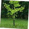 BESPORTBLE 2-Pack PP Plastic Tree Guards for Rodent Protection view 4