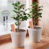 Slow-Release Watering Spikes for Outdoor Plants view 3