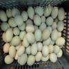Poultry Egg Washer and Cleaner, Small Automatic Egg Washing Machine, 2,300 pcs/h view 4