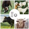 Dehorning Wire Saw for Sheep and Cattle view 4