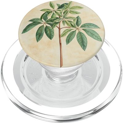 Vintage-Style Scientific Plant Illustration Money Tree PopSockets PopGrip for MagSafe