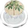 Vintage-Style Scientific Plant Illustration Money Tree PopSockets PopGrip for MagSafe view 1