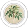 Vintage-Style Scientific Plant Illustration Money Tree PopSockets PopGrip for MagSafe view 2