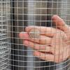 SXEVZOO Aviary Wire Mesh, 12 x 12 mm, 304 Stainless Steel Welded Mesh, 1 x 9 m view 3