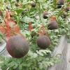 100 Reusable Watermelon Fruit Nets for the Garden with Drawstrings view 3