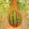 100 Reusable Watermelon Fruit Nets for the Garden with Drawstrings view 4