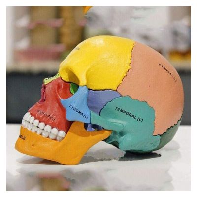 Anatomical Adult Skull Model, Colored PVC