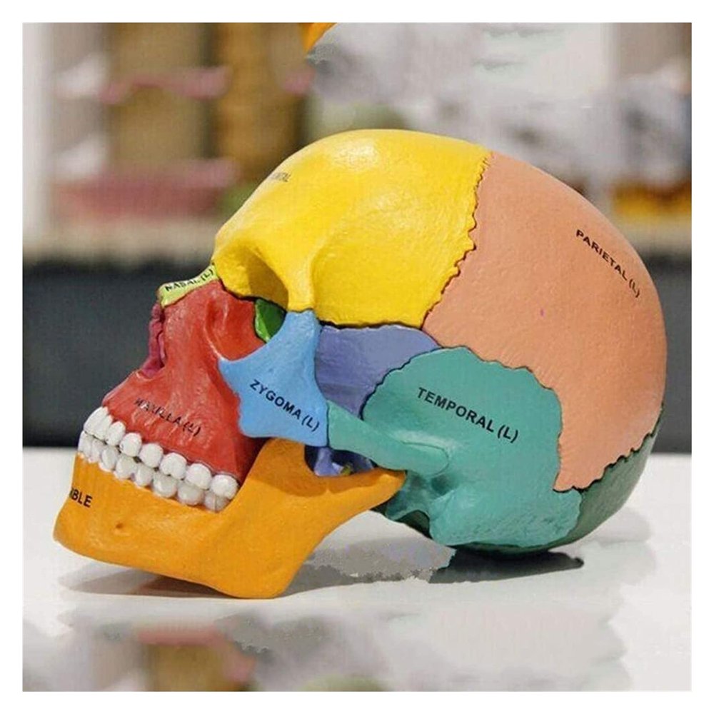 Anatomical Adult Skull Model, Colored PVC